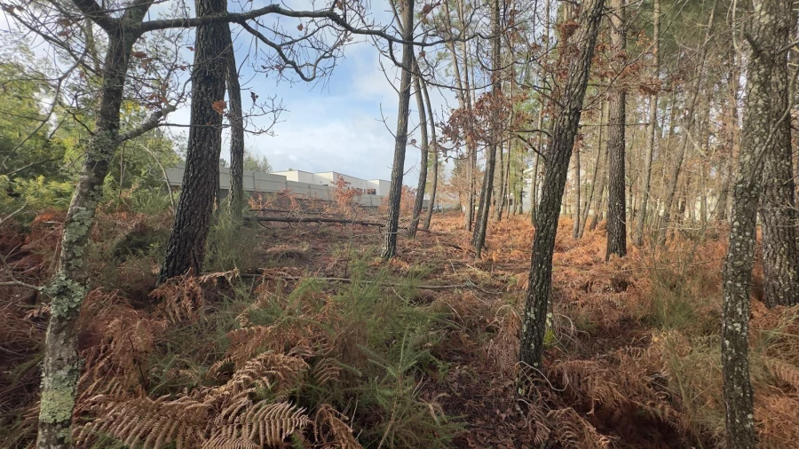 Terreno para Venda em Mundão Foto 23
