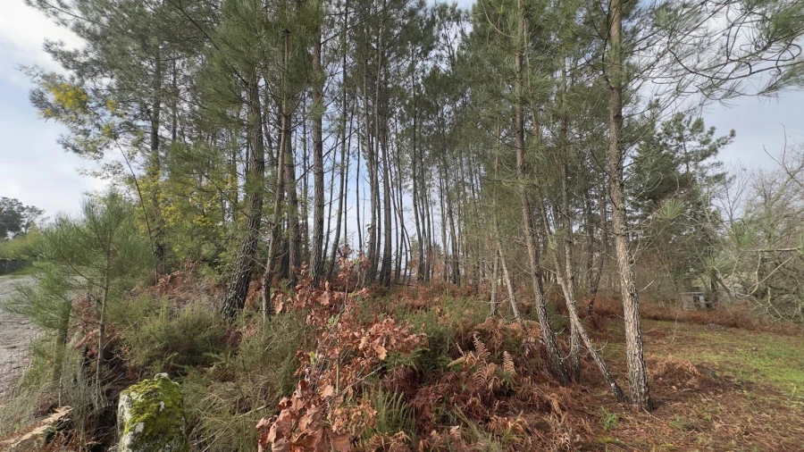 Terreno para Venda em Mundão Foto 29