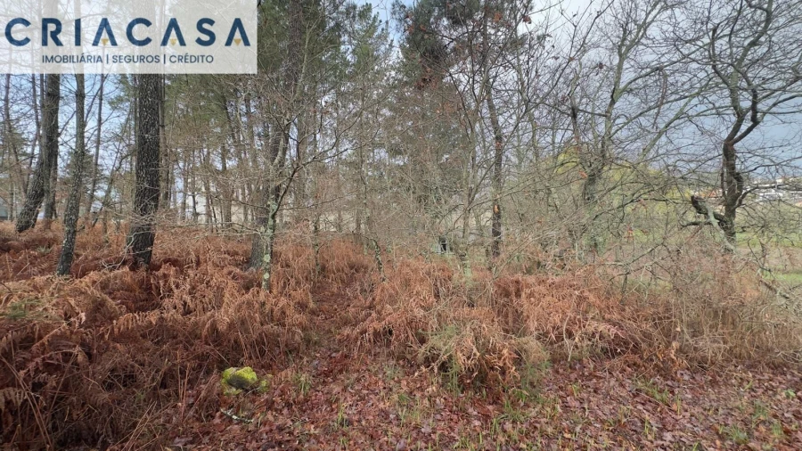 Terreno para Venda em Mundão Foto 17