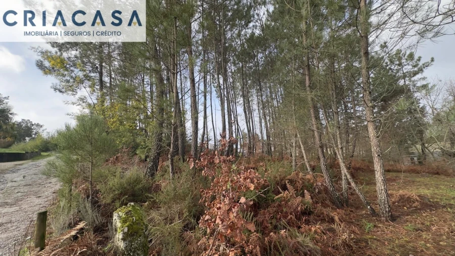 Terreno para Venda em Mundão Foto 20