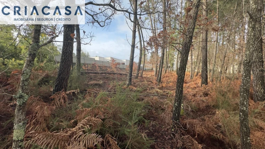 Terreno para Venda em Mundão Foto 23