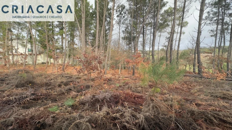 Terreno para Venda em Mundão Foto 27