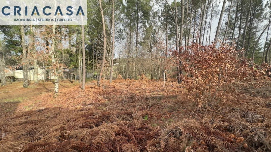 Terreno para Venda em Mundão Foto 30