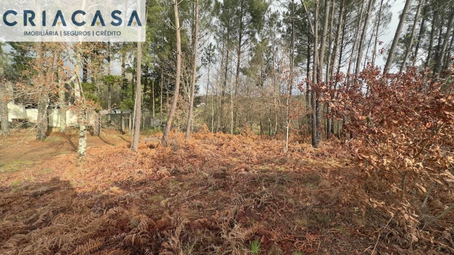 Terreno para Venda em Mundão Foto 4