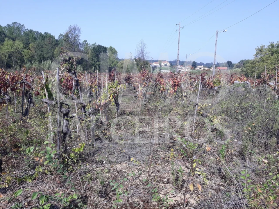 Terreno para Venda em Sangalhos Foto 1