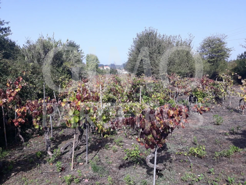 Terreno para Venda em Sangalhos Foto 5