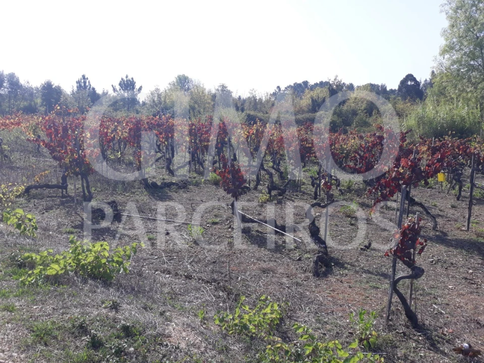 Terreno para Venda em Sangalhos Foto 9