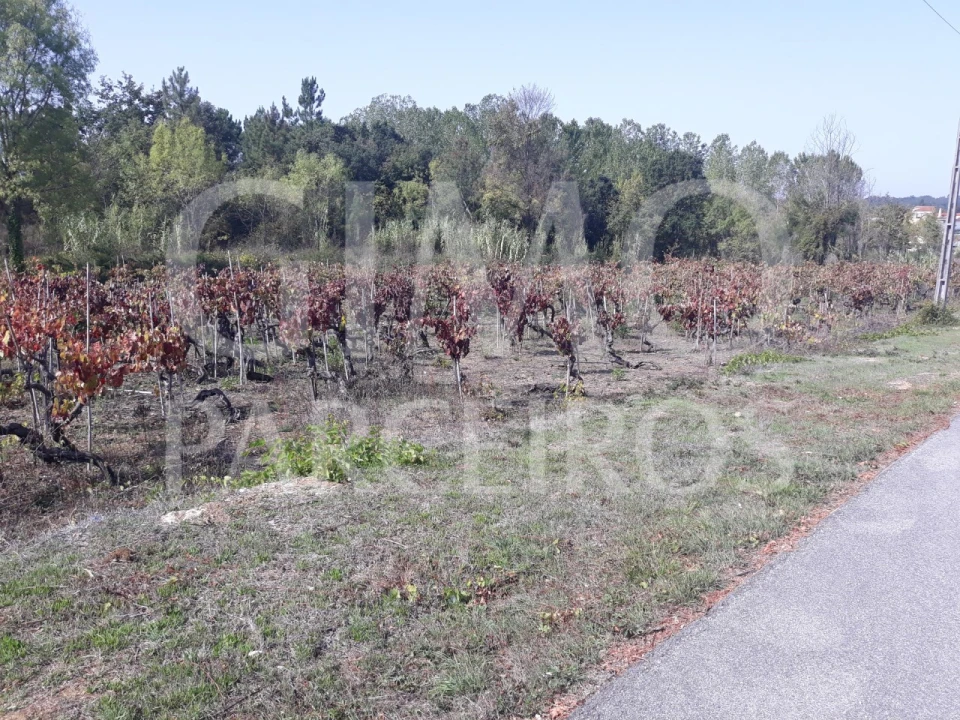 Terreno para Venda em Sangalhos Foto 20