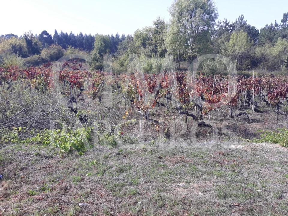 Terreno para Venda em Sangalhos Foto 13