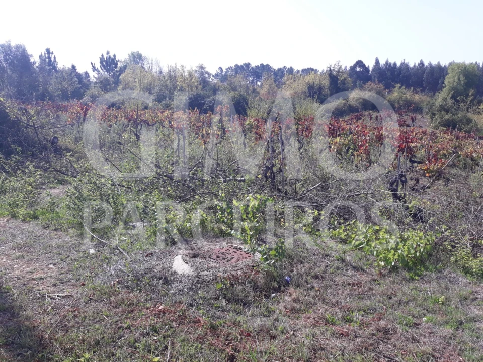 Terreno para Venda em Sangalhos Foto 22