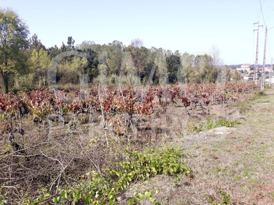 Terreno para Venda em Sangalhos Foto 24