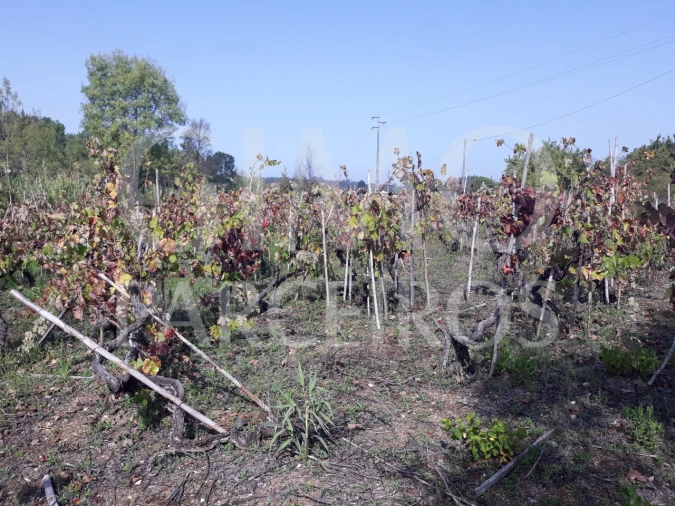 Terreno para Venda em Sangalhos Foto 2