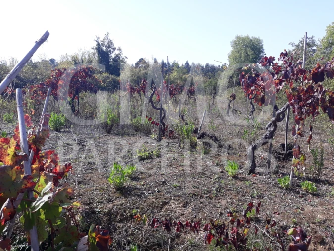 Terreno para Venda em Sangalhos Foto 3