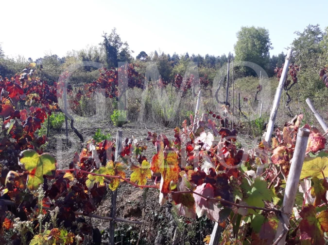 Terreno para Venda em Sangalhos Foto 4