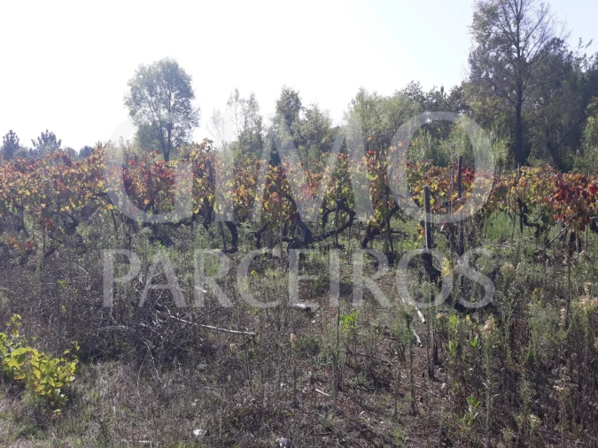 Terreno para Venda em Sangalhos Foto 10