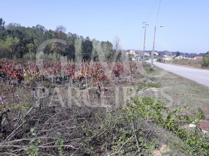 Terreno para Venda em Sangalhos Foto 17