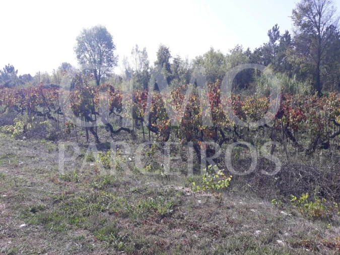 Terreno para Venda em Sangalhos Foto 12