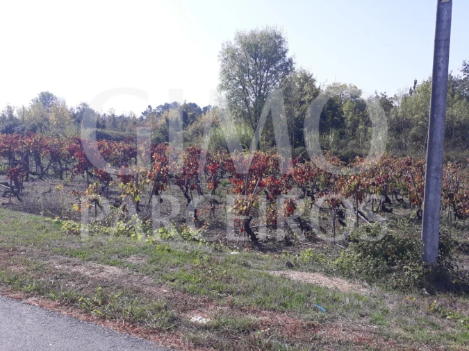 Terreno para Venda em Sangalhos Foto 19