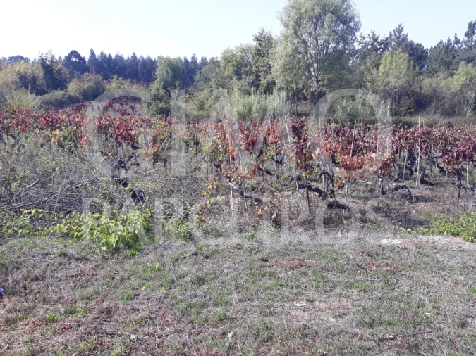 Terreno para Venda em Sangalhos Foto 13