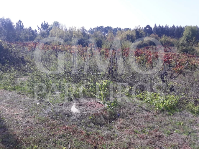 Terreno para Venda em Sangalhos Foto 22