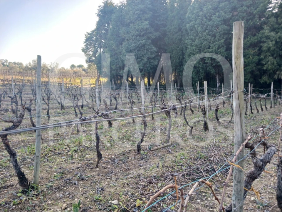 Terreno para Venda em Casal Comba Foto 4