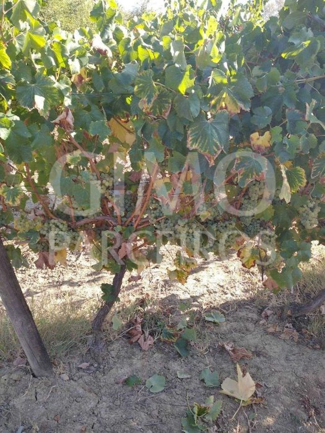 Terreno para Venda em Casal Comba Foto 9