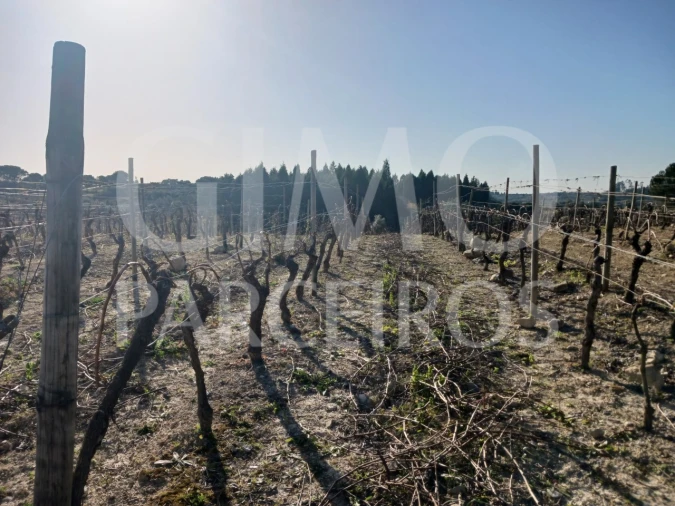 Terreno para Venda em Casal Comba Foto 3