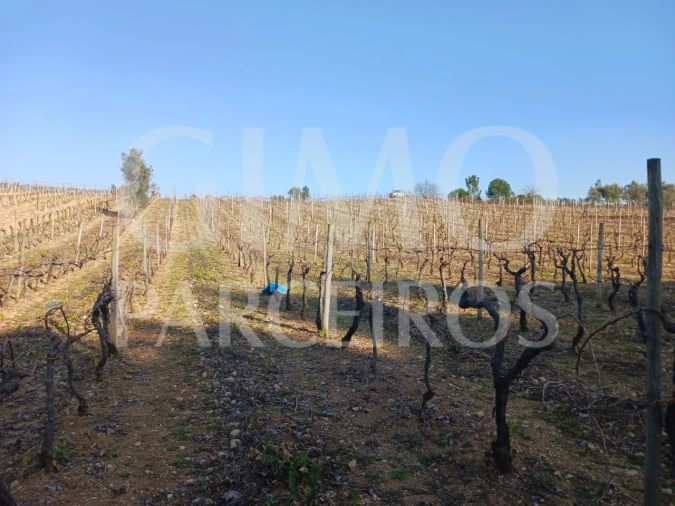 Terreno para Venda em Casal Comba Foto 2