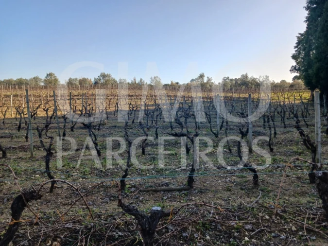 Terreno para Venda em Casal Comba Foto 7
