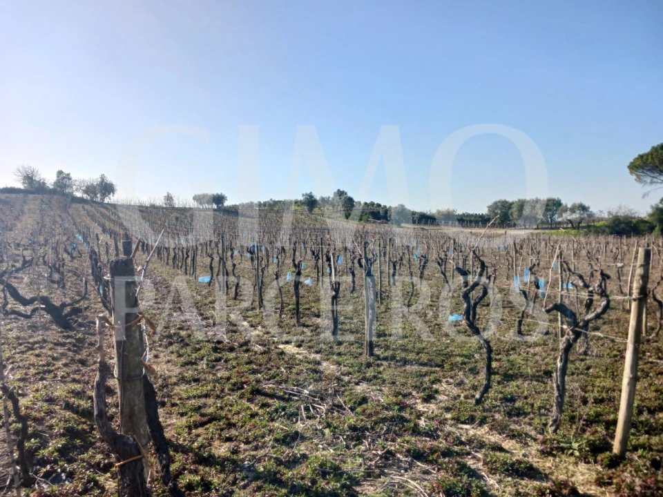 Terreno para Venda em Casal Comba Foto 2