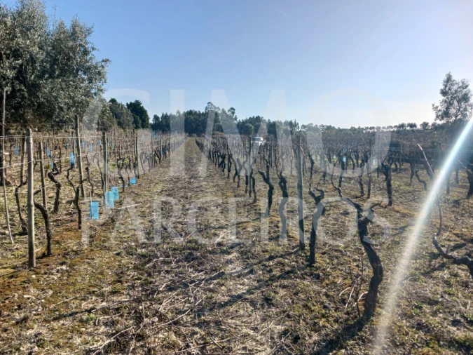 Terreno para Venda em Casal Comba Foto 6