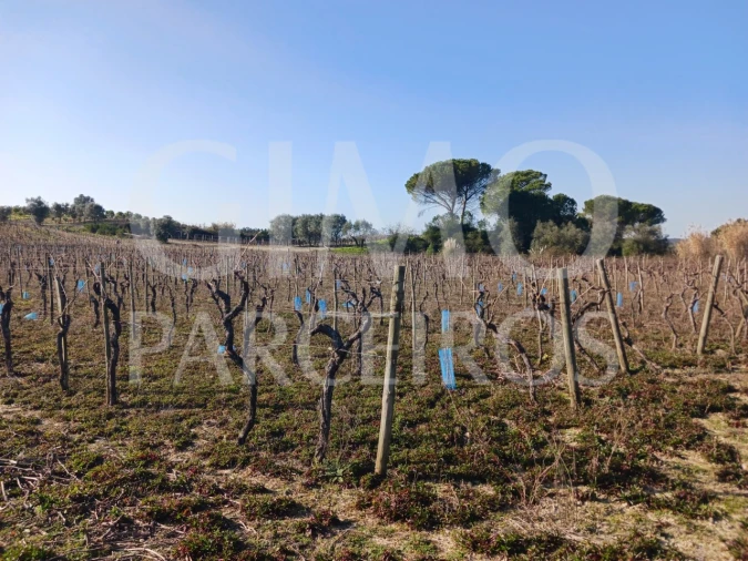 Terreno para Venda em Casal Comba Foto 4