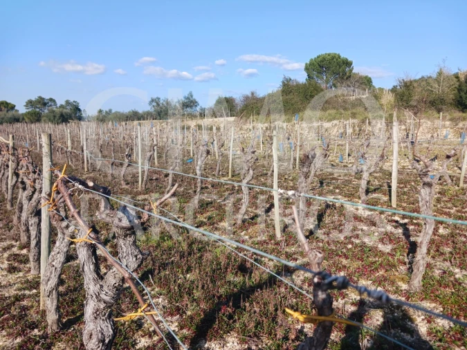 Terreno para Venda em Casal Comba Foto 10