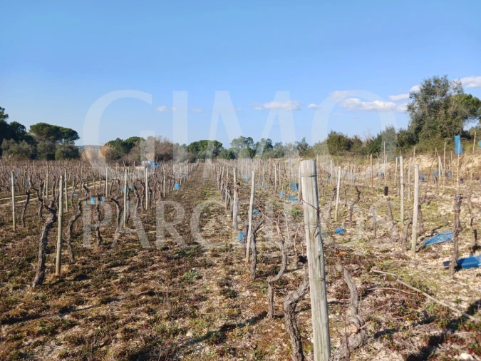 Terreno para Venda em Casal Comba Foto 11