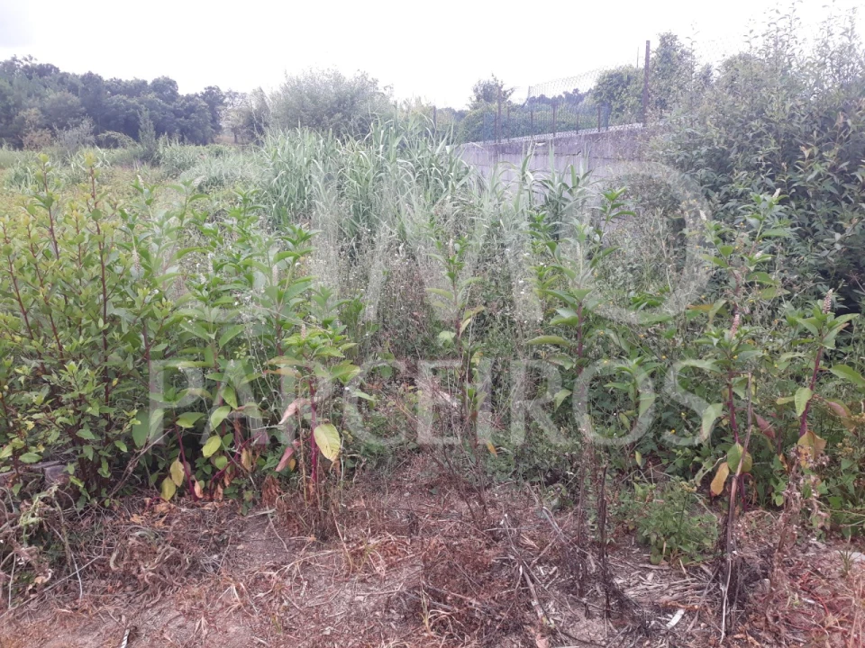 Terreno para Venda em Sangalhos Foto 7