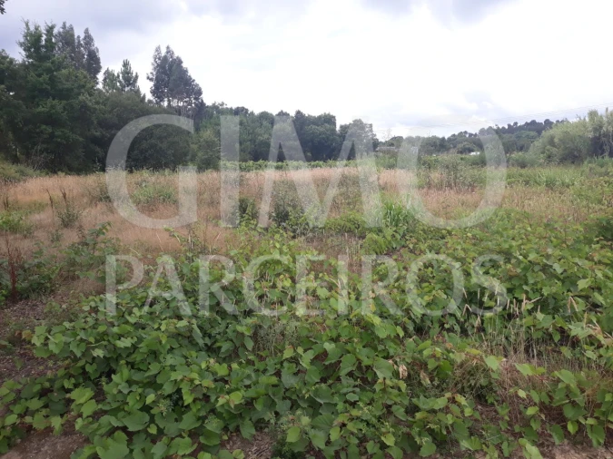 Terreno para Venda em Sangalhos Foto 5