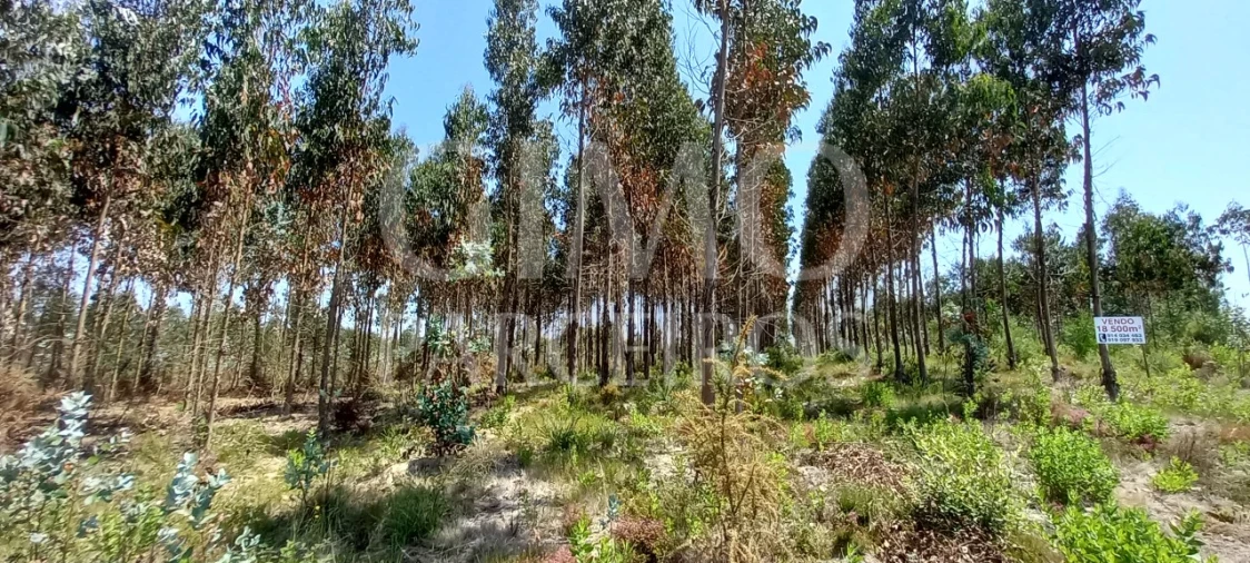 Terreno para Venda em Palhaça Foto 4