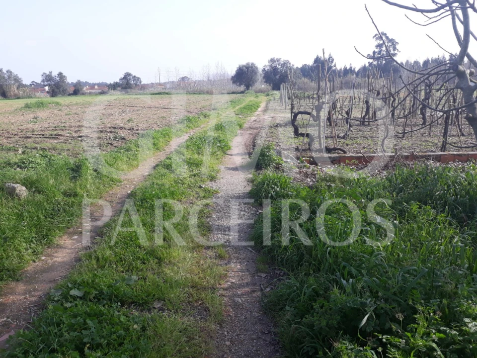 Terreno para Venda em Bustos, Troviscal e Mamarrosa Foto 1