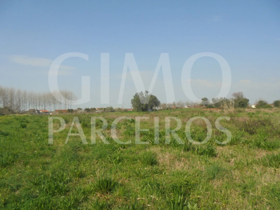 Terreno para Venda em Bustos, Troviscal e Mamarrosa Foto 10