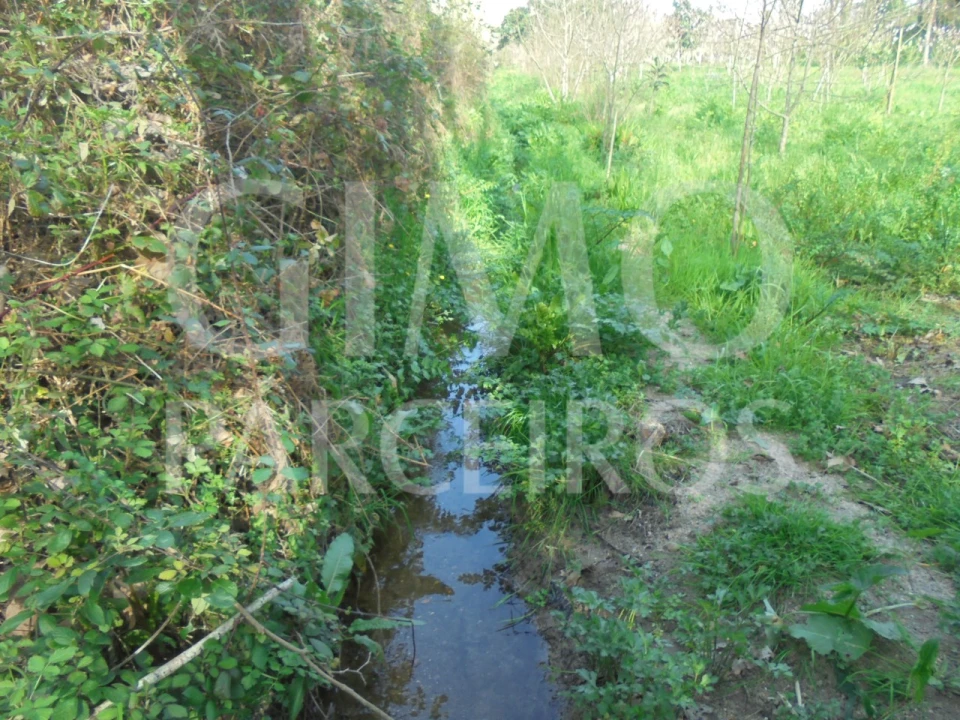 Terreno para Venda em Bustos, Troviscal e Mamarrosa Foto 12