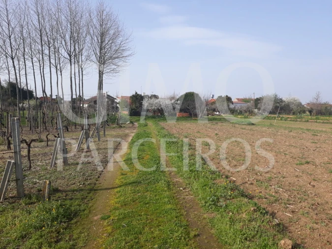 Terreno para Venda em Bustos, Troviscal e Mamarrosa Foto 3