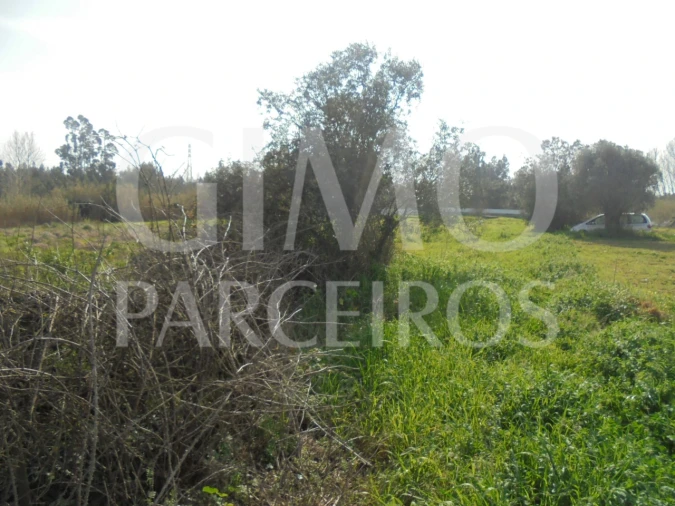 Terreno para Venda em Bustos, Troviscal e Mamarrosa Foto 19