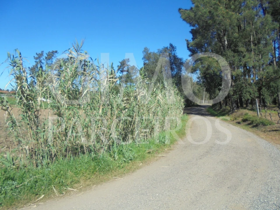 Terreno para Venda em Oiã Foto 10