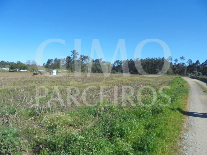 Terreno para Venda em Oiã Foto 3