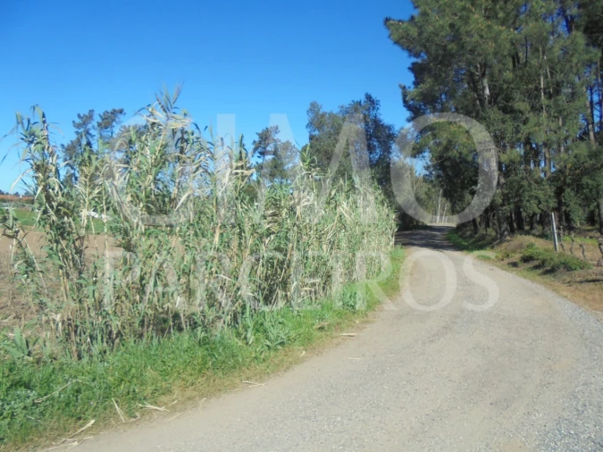 Terreno para Venda em Oiã Foto 10