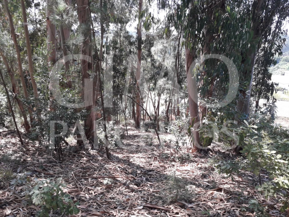 Terreno Agricola ou Rústico para Venda em Oliveirinha Foto 2