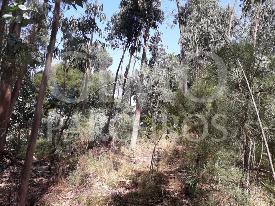 Terreno Agricola ou Rústico para Venda em Oliveirinha Foto 4