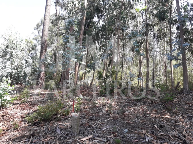 Terreno Agricola ou Rústico para Venda em Oliveirinha