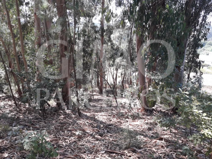 Terreno Agricola ou Rústico para Venda em Oliveirinha Foto 2