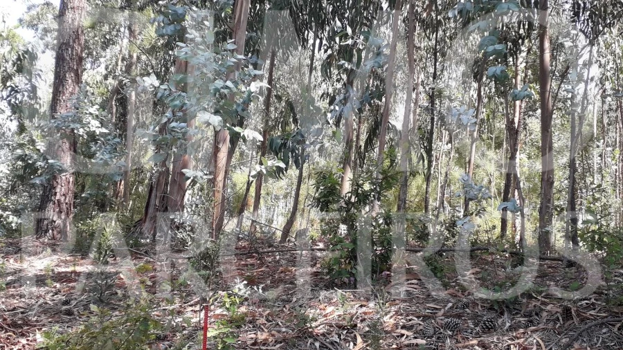 Terreno Agricola ou Rústico para Venda em Oliveirinha